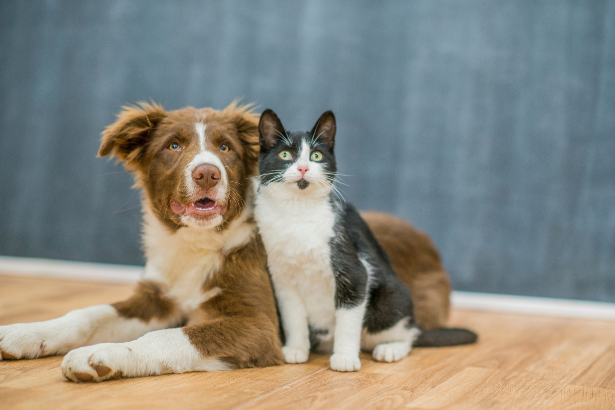 cats, dogs, pets, group, togetherness, isolate