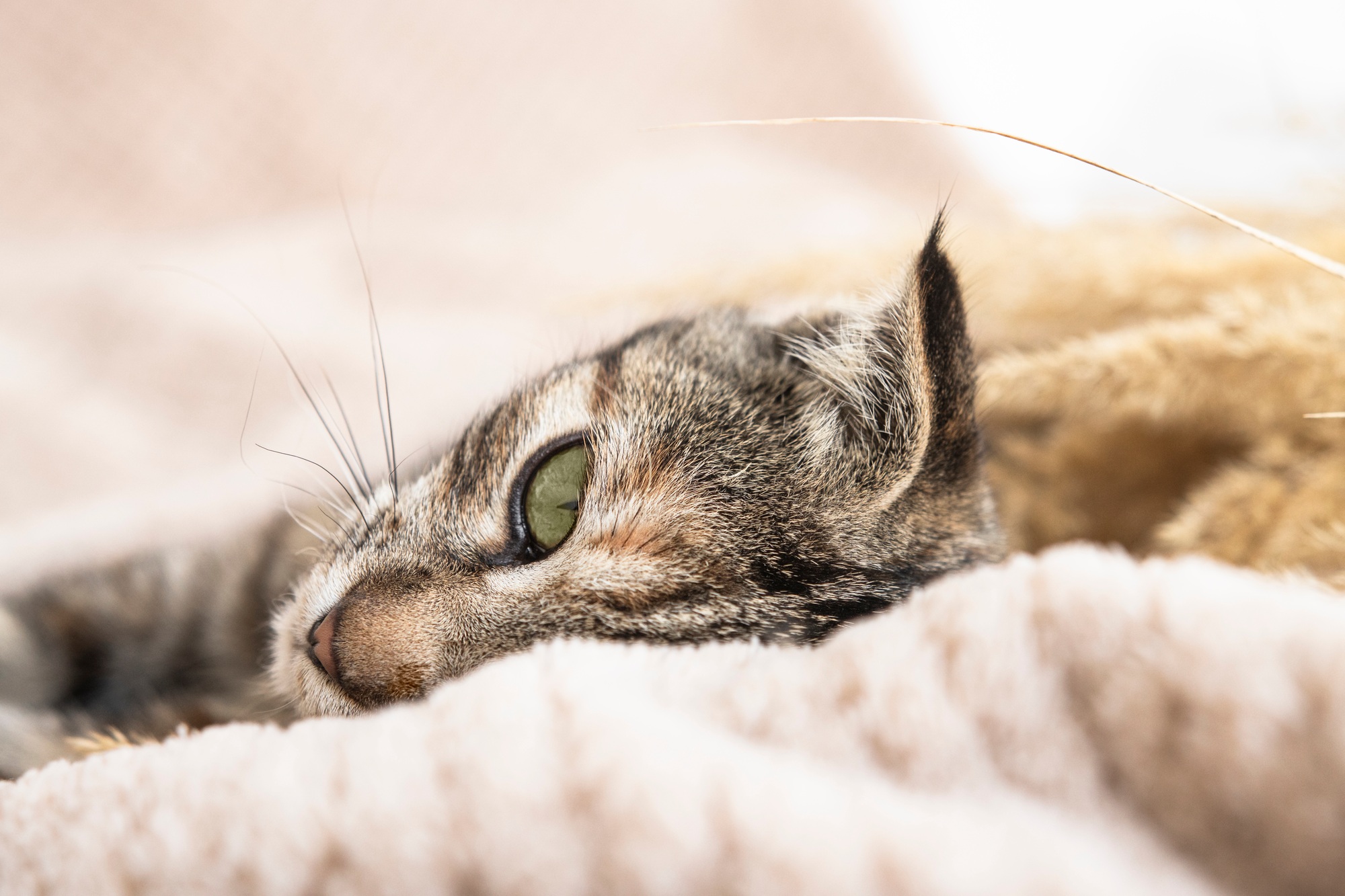 Close-up portrait of a cat lying on a blanket. Sick animal, sad emotion.